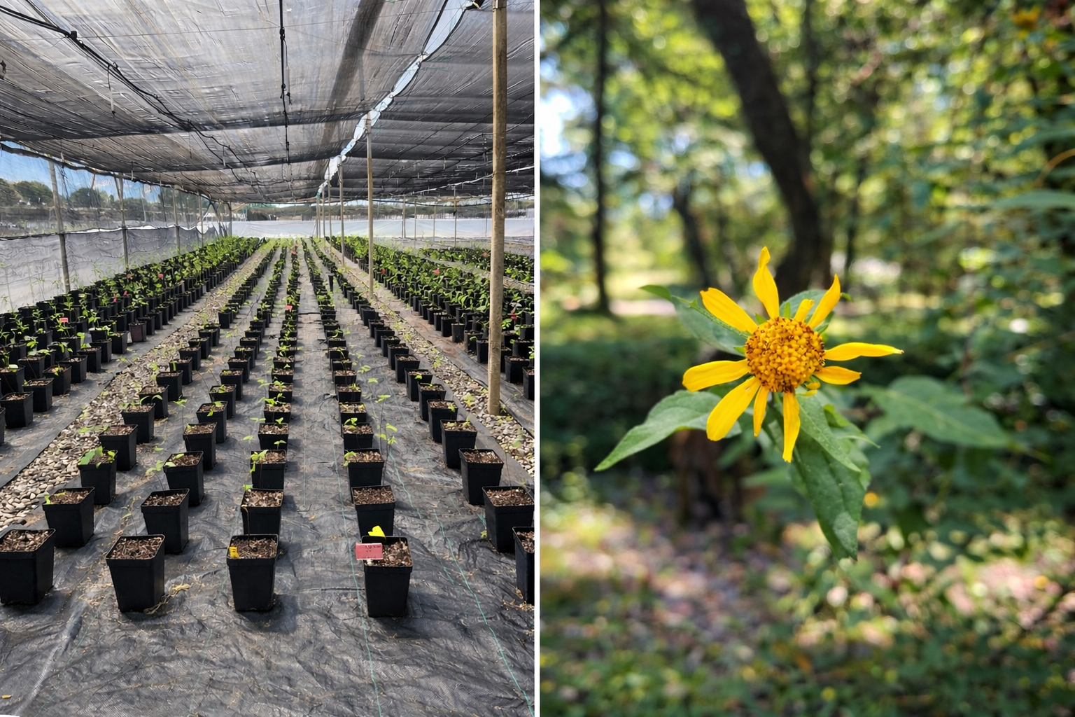 Commercial cultivation