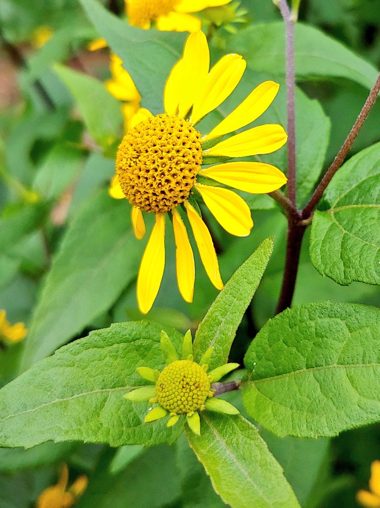 LEPTI-P40 flower hero image