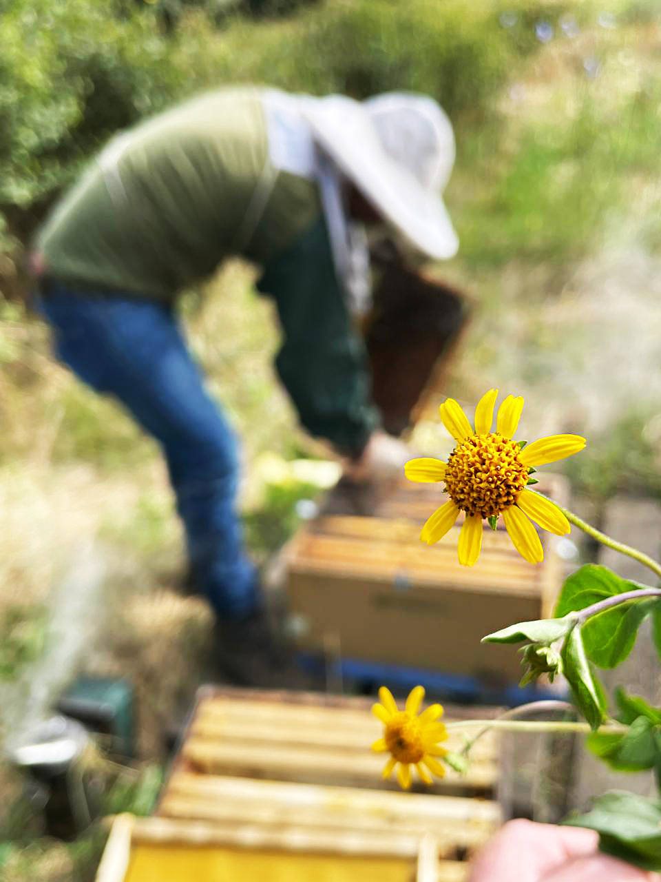 LEPTI-P40 flower in focus with farmer in background