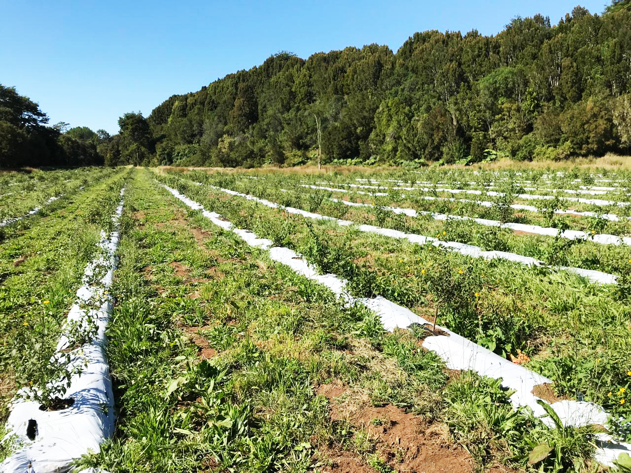 Collage of LEPTI-P40 cultivation and lab refinement