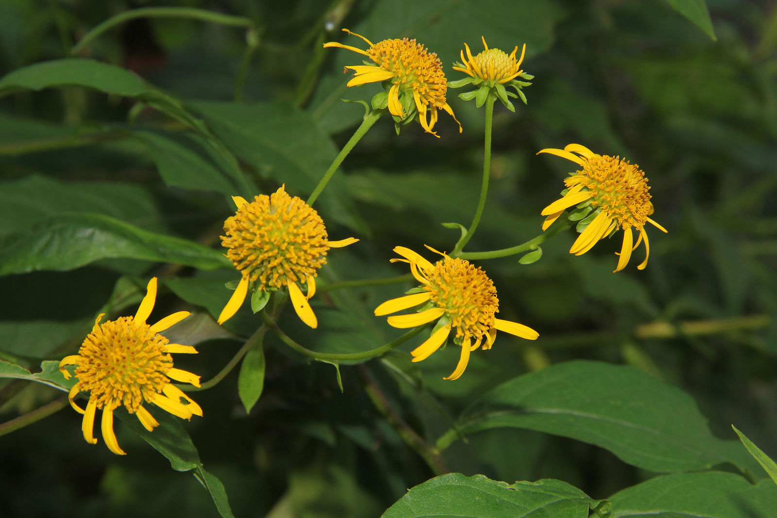 LEPTI-P40 ingredient hero