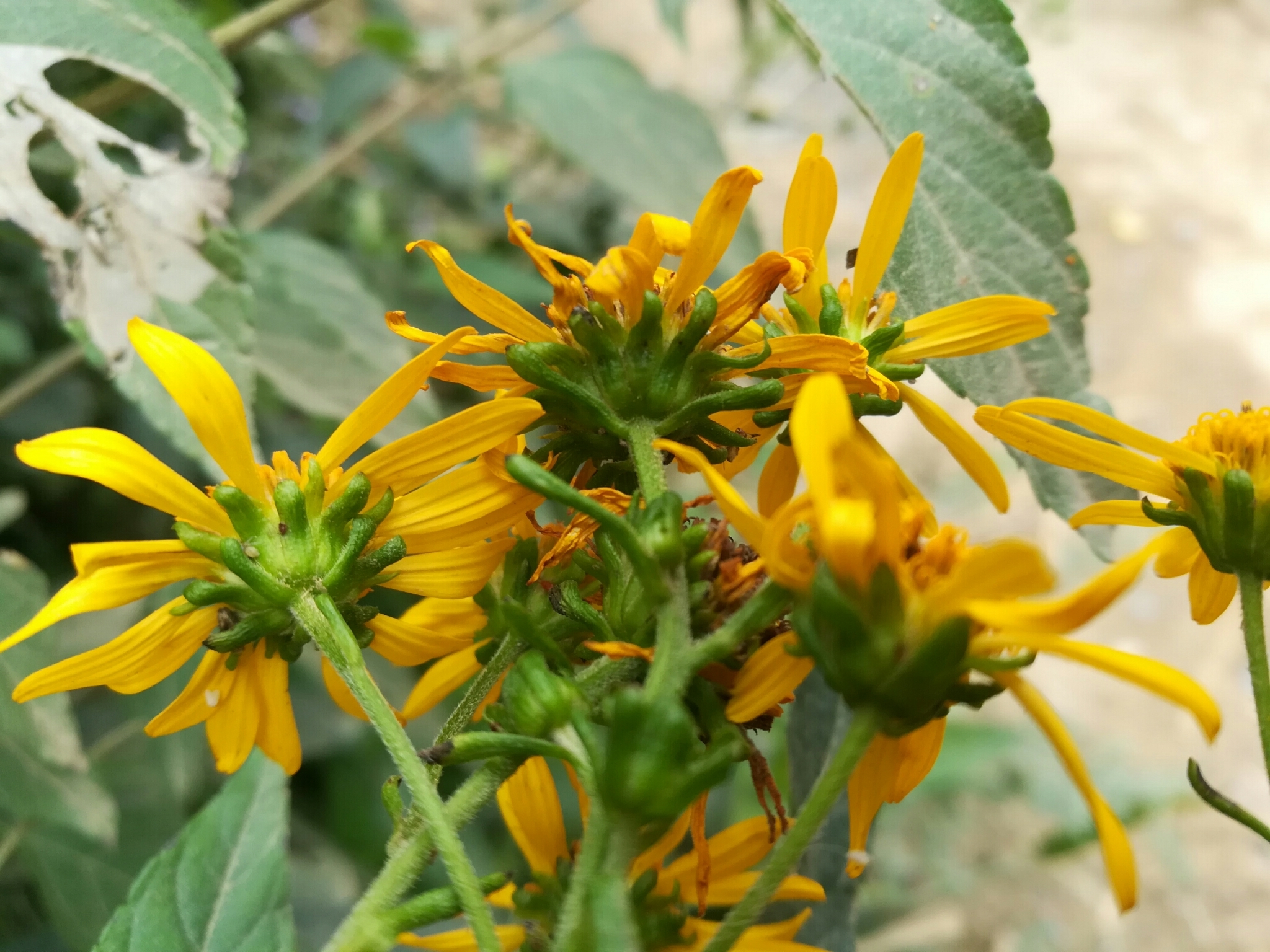 Leptocarpha rivularis flower close-up