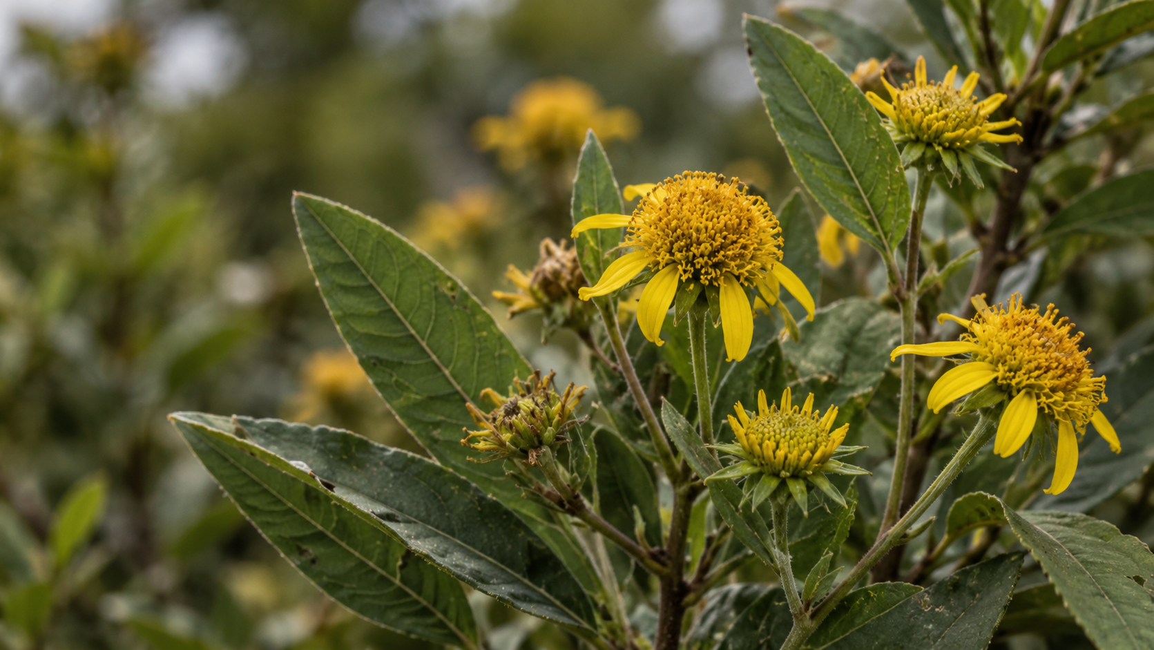 Golden Leptocarpha daisy flowers among lush green leaves, representing botanical heritage and inflammatory balance