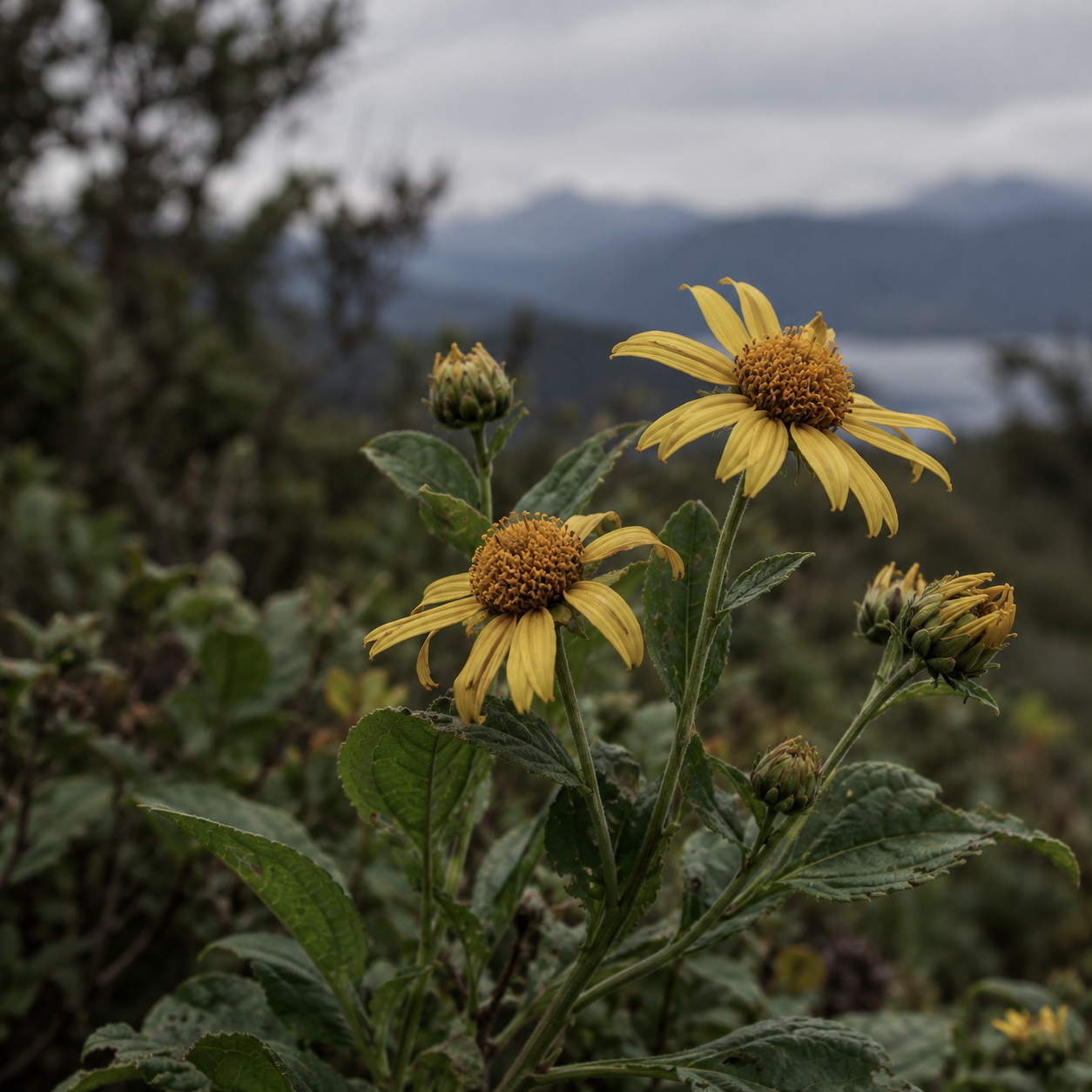 Wildflowers illustrating Leptocarpha rivularis research