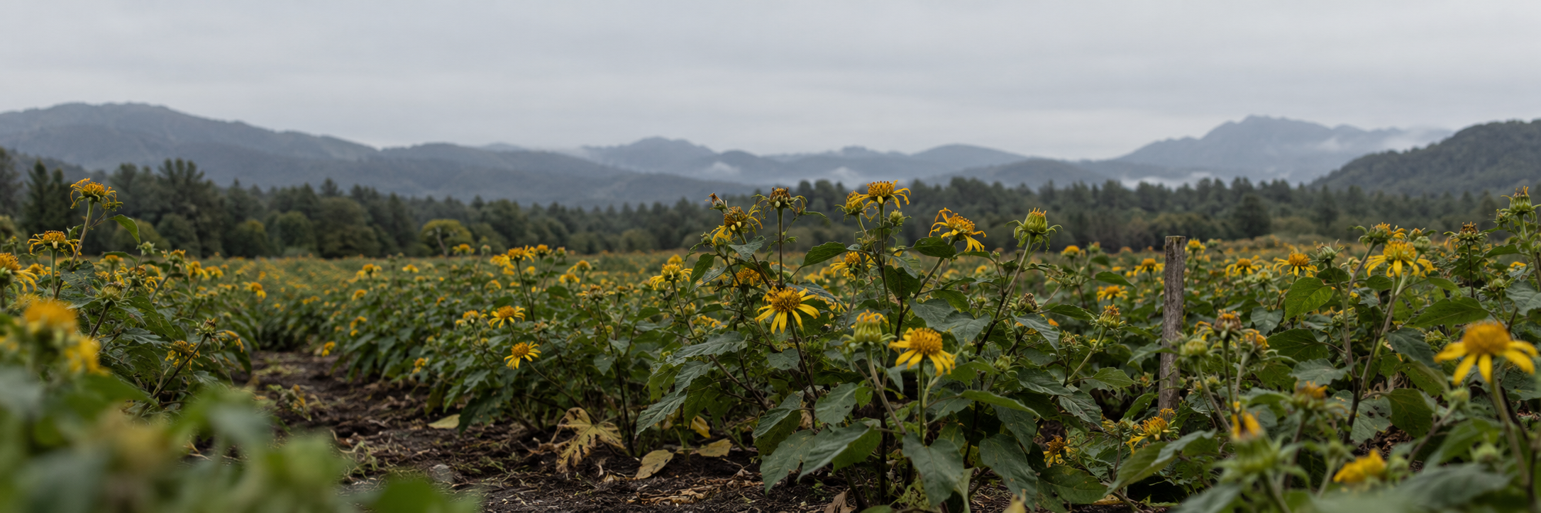 Leptocarpha rivularis daisy-like flowers in a misty Southern Chile field, the botanical source of LEPTI-P40